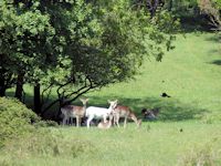 Fallow does