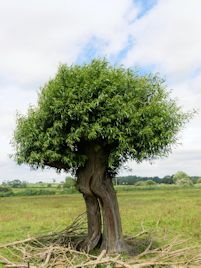 The Old Man of Gorley