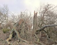 Storm damaged poplar