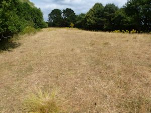 Parched meadow