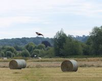 Red Kite over the hay field