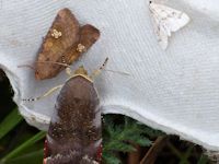 Lesser broad-bordered yellow underwing