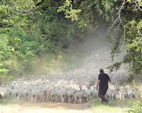 Moving the sheep