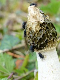 Flies attracted to stinkhorn