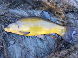 Perfect tench
