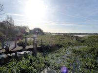 Kings Stream hatches