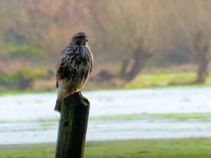 Buzzard