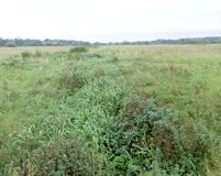 Blashford New Carrier