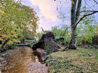 Windblown beech and oak