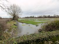 Ellingham water meadows