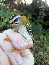 Firecrest