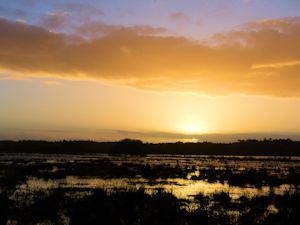 Blashford sunset