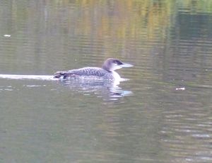 Great Northern Diver