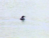 Great Northern Diver
