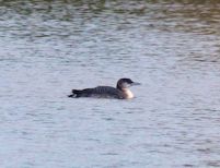 Great Northern Diver