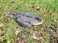 Dead Great Northern Diver