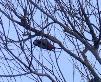 Greater spotted woodpecker