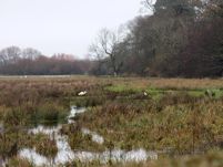 Herons in the watermeadows