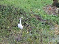 Swallowing a jack pike