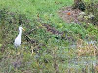 Jack pike indigestion