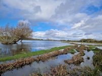 Hucklesbrook North Marsh