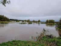 Ibsley Pool and Tizard's