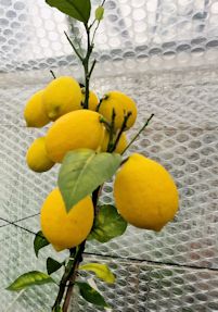 Home grown lemons