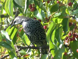 Crab apple eating Starling