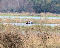 Male Marsh Harrier