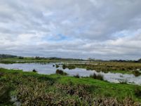 Hucklesbrook Marsh