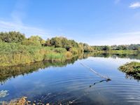 Mockbeggar in the sun