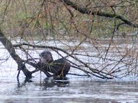 Otter feeding