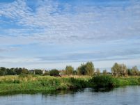 Clearing under the pollards