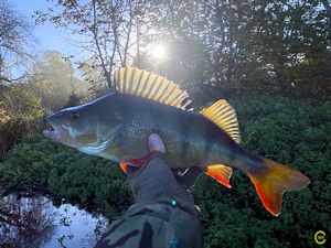 Autumn perch