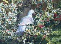 Christmas pigeon