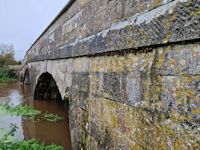 Snails above the flood
