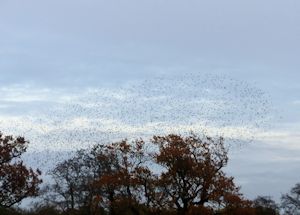 Starling roost