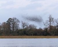 Starlings gathering