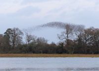 Murmuration