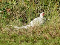 White cock pheasant