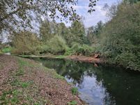 Removed wind blown willow