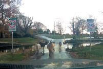 Donkeys at the ford