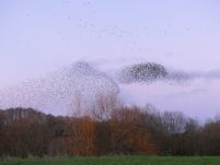 Starling murmuration