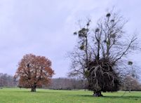 Pollard oak