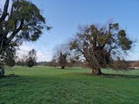 Mistletoe on common lime