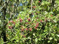 Haws