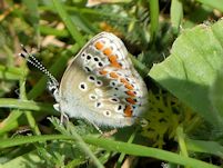 Brown argus