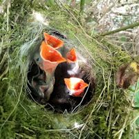 Dunnock brood