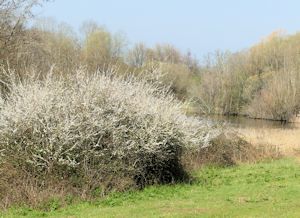 Blackthorn clump