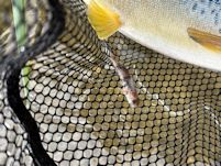 Predated bullhead